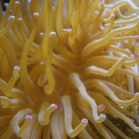 Coral - SteveR-