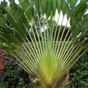 Odd Tree - SteveR-