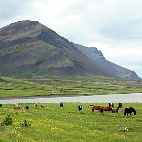 Along Ring Road - Aschaf
