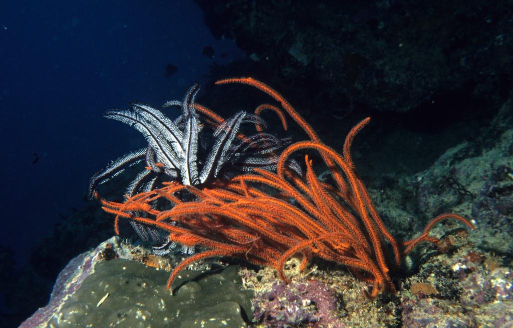 Colours, Fiji